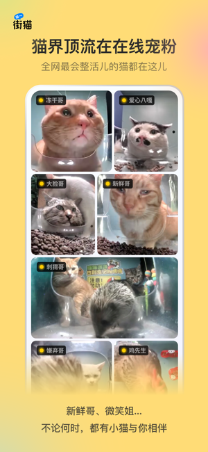 街猫｜在街猫照顾流浪猫，真免费！iPhone版截图4