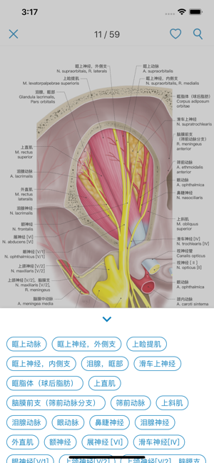 眼部解剖图谱iPhone版截图4